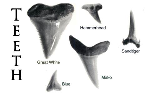 Shark Tooth Diagram