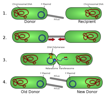 Bacteria mating or conjugation plasmid transfer