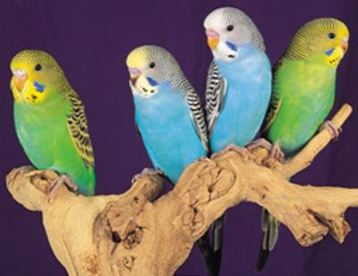 colourful budgies