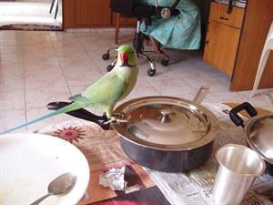 Parrot waiting to eat