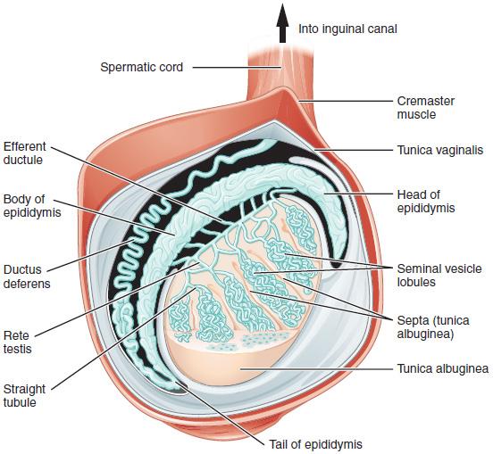 the-male-reproductive-system-in-human-beings