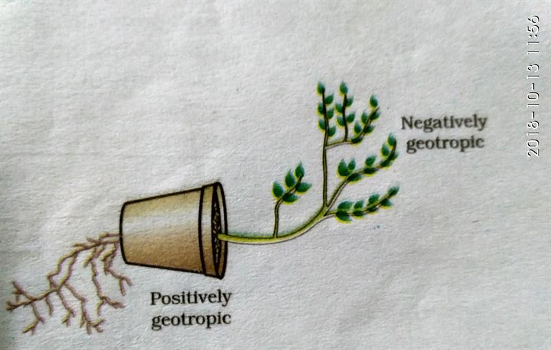 CBSE 2018 Science (Biology) Main Set-I X Class Question Paper And ...